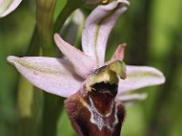 Ophrys neglecta