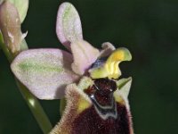 Ophrys normanii 12, Saxifraga-Hans Dekker