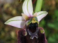 Ophrys normanii 4, Saxifraga-Hans Dekker