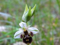 Ophrys oestrifera ssp montis-gargani 4, Saxifraga-Ed Stikvoort