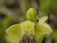 Ophrys omegaifera 6, Saxifraga-Willem van Kruijsbergen