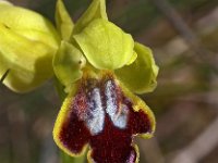 Ophrys ortuabis