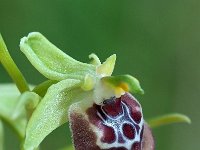 Ophrys oxyrrhynchos 13, Saxifraga-Hans Dekker