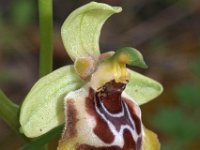 Ophrys oxyrrhynchos 9, Saxifraga-Hans Dekker