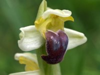 Ophrys palida