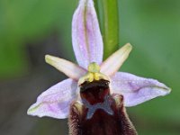 Ophrys panatensis 9, Saxifraga-Hans Dekker