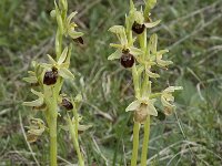 Ophrys passionis 14, Saxifraga-Willem van Kruijsbergen