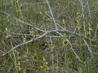 Ophrys passionis 20, Saxifraga-Willem van Kruijsbergen
