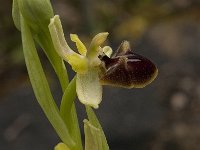 Ophrys passionis 22, Saxifraga-Willem van Kruijsbergen