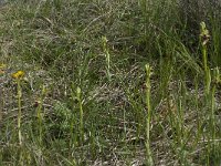 Ophrys passionis 28, Saxifraga-Willem van Kruijsbergen