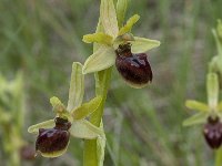 Ophrys passionis 29, Saxifraga-Willem van Kruijsbergen
