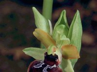 Ophrys passionis 3, Saxifraga-Hans Dekker