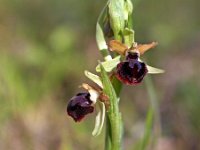 Ophrys passionis 41, Saxifraga-Hans Dekker