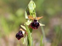 Ophrys passionis 42, Saxifraga-Hans Dekker