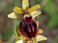 Ophrys passionis 6, Saxifraga-Hans Dekker