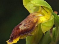 Ophrys praemelena