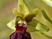 Ophrys provincialis 4, Saxifraga-Hans Dekker