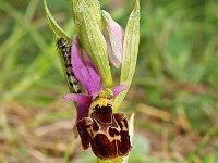 Ophrys pseudoscolopax 2, Saxifraga-Hans Dekker