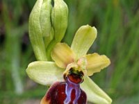 Ophrys riojana