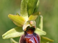 Ophrys riojana 3, Saxifraga-Hans Dekker