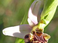 Ophrys santonica 4, Saxifraga-Hans Dekker