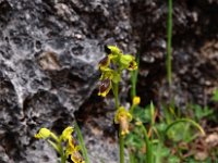 Ophrys sicula 17, Saxifraga-Hans Dekker