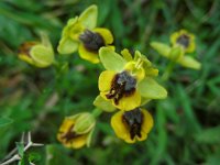 Ophrys sicula 19, Saxifraga-Ed Stikvoort