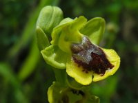 Ophrys sicula 21, Saxifraga-Ed Stikvoort