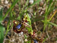 Ophrys speculum 11, Saxifraga-Jeroen Willemsen