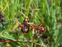 Ophrys speculum 12, Saxifraga-Jeroen Willemsen