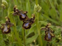 Ophrys speculum 25, Saxifraga-Willem van Kruijsbergen