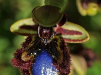 Ophrys speculum 3, Saxifraga-Hans Dekker