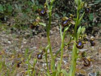 Ophrys speculum 97, Saxifraga-Ed Stikvoort