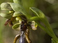 Ophrys speculum ssp lusitanica 67, Saxifraga-Jan van der Straaten