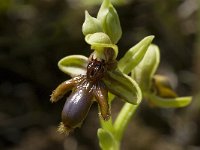 Ophrys speculum ssp lusitanica 68, Saxifraga-Willem van Kruijsbergen
