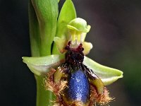 Ophrys speculum ssp lusitanica 79, Saxifraga-Hans Dekker