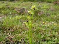 Ophrys sphegodes 50, Saxifraga-Hans Grotenhuis