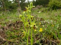Ophrys sphegodes 51, Saxifraga-Hans Grotenhuis