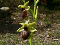 Ophrys sphegodes 52, Saxifraga-Hans Grotenhuis