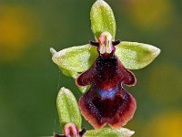 Ophrys subinsectifera 3, Saxifraga-Hans Dekker