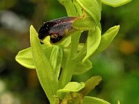 Ophrys sulcata 4, Saxifraga-Hans Dekker