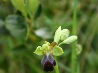 Ophrys sulcata 6, Saxifraga-Dirk Hilbers