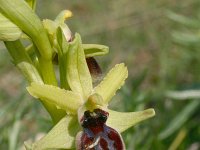 Ophrys tarentina 3, Saxifraga-Rien Schot