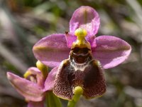 Ophrys tenthredinifera 140, Saxifraga-Harry Jans