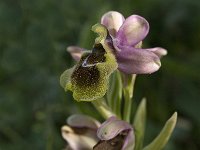 Ophrys tenthredinifera 19, Saxifraga-Jan van der Straaten