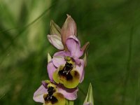 Ophrys tenthredinifera 7, Saxifraga-Dirk Hilbers