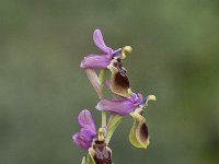 Ophrys tenthredinifera 73, Saxifraga-Jan van der Straaten