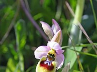 Ophrys tenthredinifera aprilia 33, Saxifraga-Jeroen Willemsen