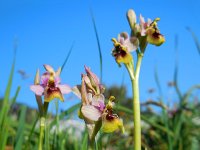 Ophrys tenthredinifera ssp neglecta 117, Saxifraga-Ed Stikvoort