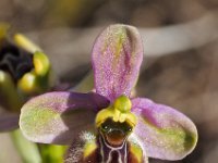 Ophrys tenthredinifera ssp neglecta 129, Saxifraga-Hans Dekker